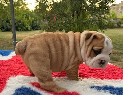 Les chiots de Bulldog Anglais