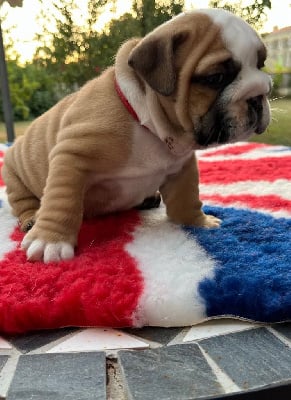 Les chiots de Bulldog Anglais