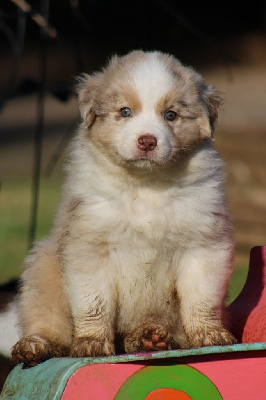 Les chiots de Berger Australien