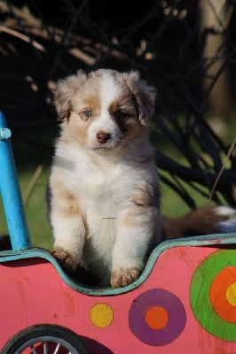 Les chiots de Berger Australien