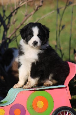 Les chiots de Berger Australien