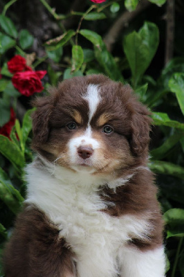 Les chiots de Berger Américain Miniature 