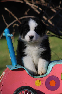 Les chiots de Berger Australien