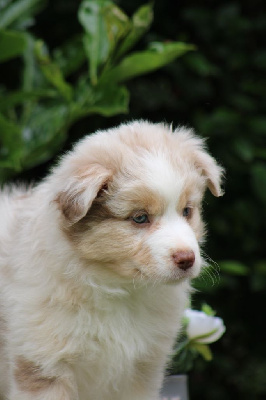 Les chiots de Berger Américain Miniature 