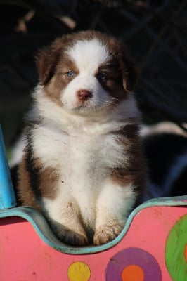 Les chiots de Berger Australien