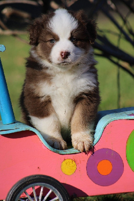 Les chiots de Berger Australien