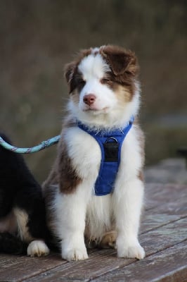 Les chiots de Berger Australien