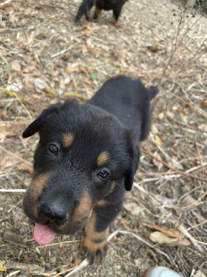 Les chiots de Berger de Beauce