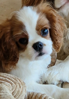 Les chiots de Cavalier King Charles Spaniel