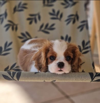 Les chiots de Cavalier King Charles Spaniel