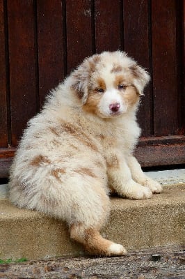 Les chiots de Berger Australien