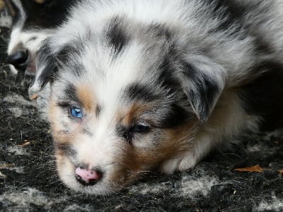 Les chiots de Berger Australien