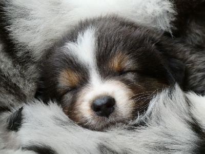 Les chiots de Berger Australien