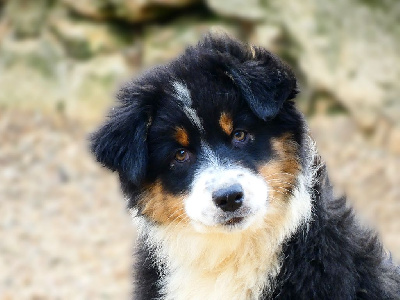 Les chiots de Berger Australien