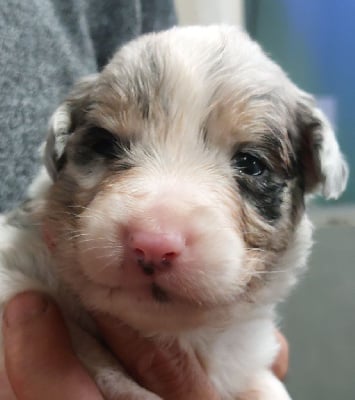 Les chiots de Berger Australien