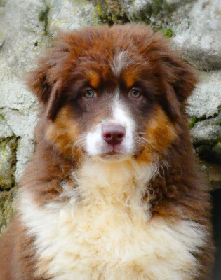 Les chiots de Berger Australien