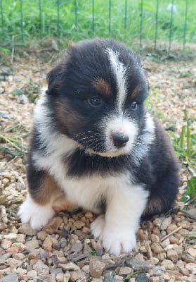 Les chiots de Berger Australien