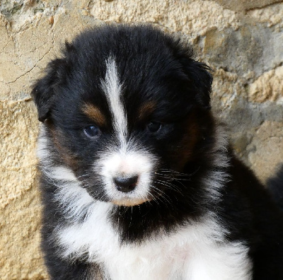 Les chiots de Berger Australien