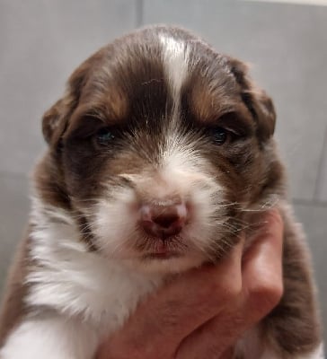 Les chiots de Berger Australien