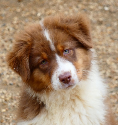 Les chiots de Berger Australien