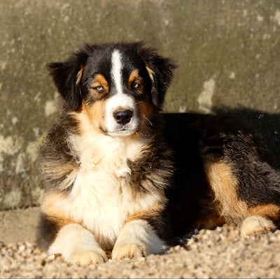 Les chiots de Berger Australien