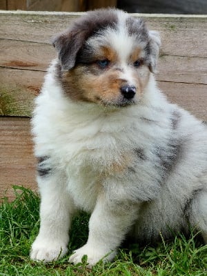 Les chiots de Berger Australien