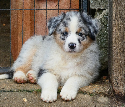 Les chiots de Berger Australien