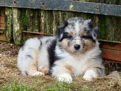 Les chiots de Berger Australien