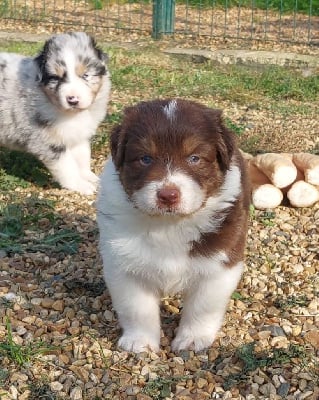 Les chiots de Berger Australien