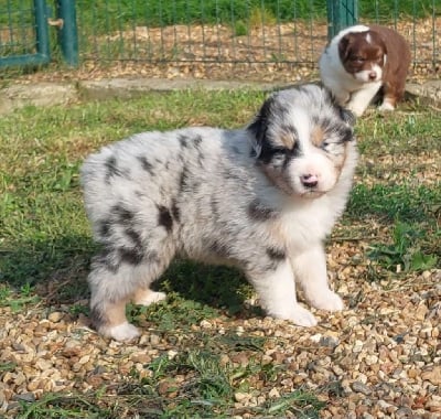 Les chiots de Berger Australien