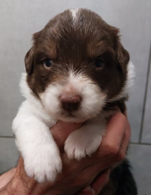 Les chiots de Berger Australien