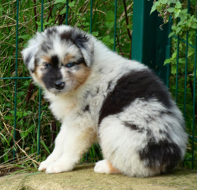 Les chiots de Berger Australien