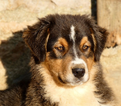 Les chiots de Berger Australien