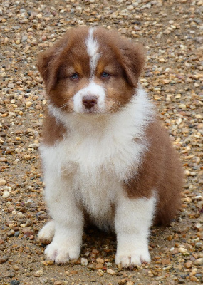 Les chiots de Berger Australien