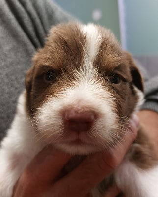 Les chiots de Berger Australien