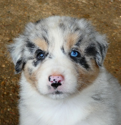 Les chiots de Berger Australien