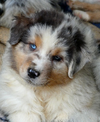 Les chiots de Berger Australien