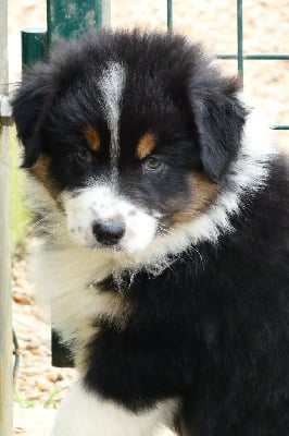 Les chiots de Berger Australien