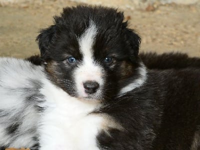 Les chiots de Berger Australien