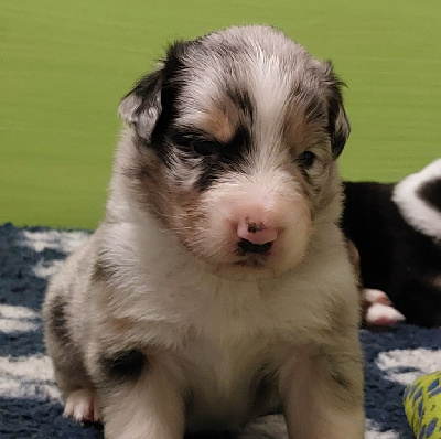 Les chiots de Berger Australien