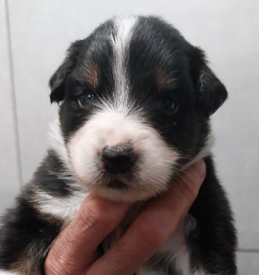 Les chiots de Berger Australien