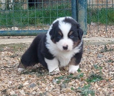 Les chiots de Berger Australien