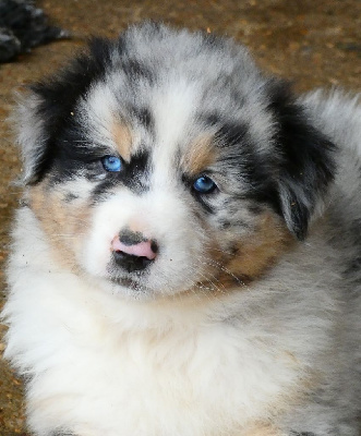 Les chiots de Berger Australien