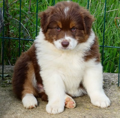 Les chiots de Berger Australien