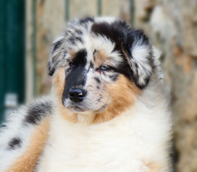 Les chiots de Berger Australien