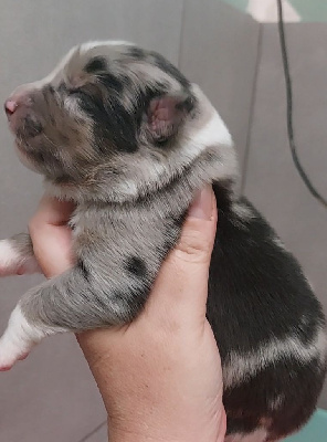 Les chiots de Berger Australien