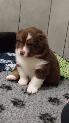 Les chiots de Berger Australien