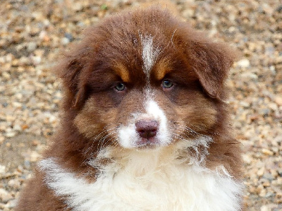 Les chiots de Berger Australien