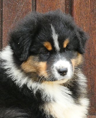 Les chiots de Berger Australien