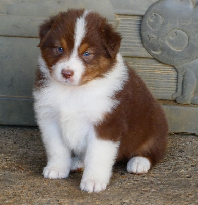 Les chiots de Berger Australien